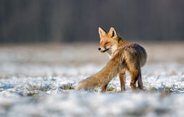 Wall Mural - Fox (Vulpes vulpes)