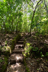 Wall Mural - Onemana forest track, New Zealand