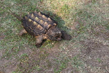 Wall Mural - Alligator snapping turtle