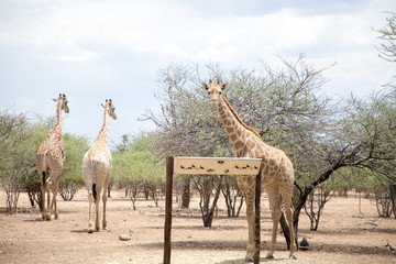 Wall Mural - Giraffe in Africa