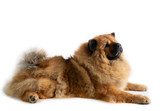 Fototapeta Psy - portrait of lazy chow chow dog lying on the floor isolated on white background