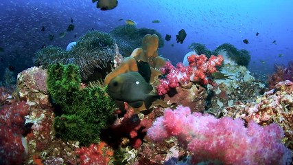 Wall Mural - A colorful tropical coral reef with tropical fish (Richelieu Rock, Thailand)