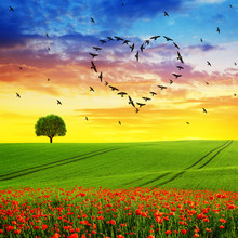 Silhouette Of Birds Flying In Heart Formation At Sunset Sky.Spring Landscape With Blooming Poppy Field. 
