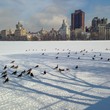 winter in the Central park
