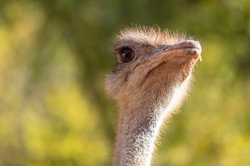 Sticker - Portrait of an ostrich in the park