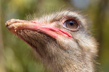 Sticker - Portrait of an ostrich in the park