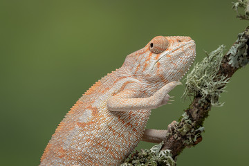 Poster - A half length portrait of a chameleon climbing up a branch with a plain green background