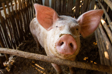 Wall Mural - Three pigs in a dirty stall