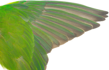 Beautiful wing parrot feather isolated on white background 