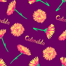 Field Marigold (Calendula Arvensis)  Flowers, Hand Painted Watercolor Illustration With Inscription, Seamless Pattern Design On Dark Purple Background