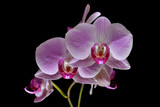 Fototapeta Storczyk -  orchid on black background