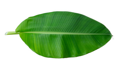 Fresh whole banana leaf isolated on white background