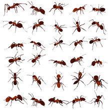 Ant Brown, Insect, Set, Isolated, Vector