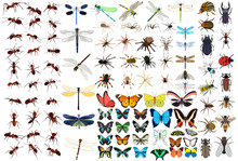 Insect Set, Butterfly, Ant, Dragonfly, Beetle Vector