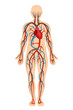 Anatomical structure of human body, circulatory system, arteries, veins.