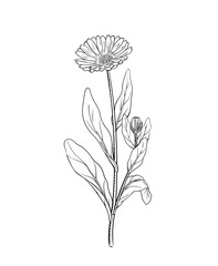 Calendula vector illustration