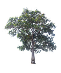 tree isolated on white background, collections tree isolated, tree object