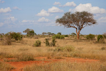 A Big Tree In The Savannah Between Another Plants