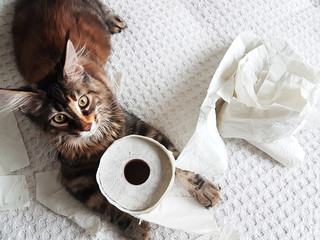 Wall Mural - funny kitten playing with toilet paper tissues and chewing and destroying pieces of paper. with copy space