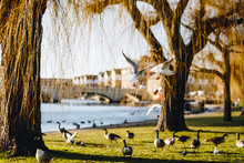Birds Flying In Waterfront Park In Peterborough , United Kingdom