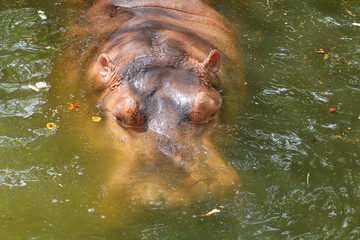 Hippo is swimming in water