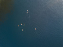 Aerial View Of Ducks Floating On Water Surface. Morning Sunlight With Beautiful Reflection Of Sky.