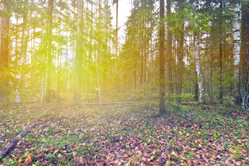 sunlight breaking through tree branches in the autumn forest