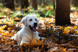 Fototapeta Pokój dzieciecy - Golden Retriever dog poses beautifully in the autumn forest on fallen leaves, close-up portrait