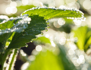 Wall Mural - Dew underneath leaves at strawberry field