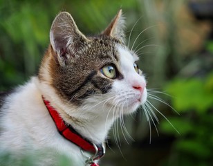 Poster - Young Tabby Cat