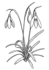 Wall Mural - Snowdrop illustration, drawing, engraving, ink, line art, vector