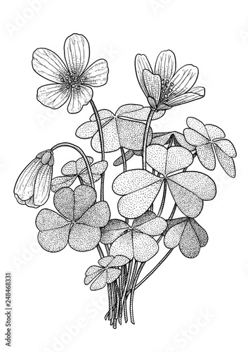 Wood Sorrel Illustration Drawing Engraving Ink Line Art Vector Stock Vector Adobe Stock
