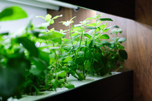 Hydroponic Vegetable Growing With Artificial Light In Room