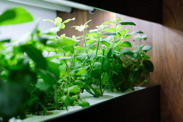 hydroponic vegetable growing with artificial light in room