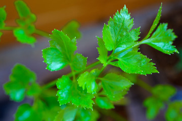 cilantro or coriander plants