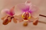 Fototapeta Storczyk - różowa orchidea na białym tle