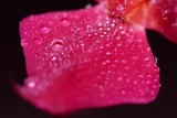 Fototapeta Storczyk - Krople wody na płatkach storczyka