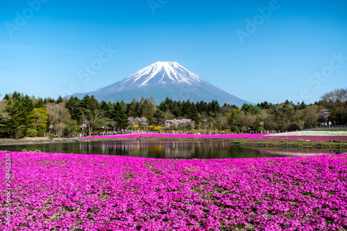 Japan Shibazakura Festival With The Field Of Pink Moss