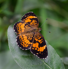 Silvery Checkerspot Butterfly 