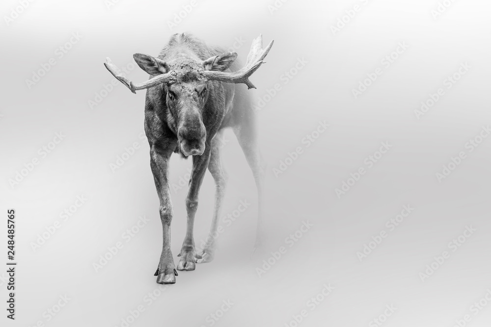 Moose american or canadian wildlife animals white edition - obrazy, fototapety, plakaty 