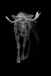 Moose or Elk beautifull wildlife animals black edition