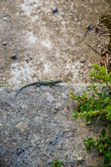 Green and black lizard on stone background