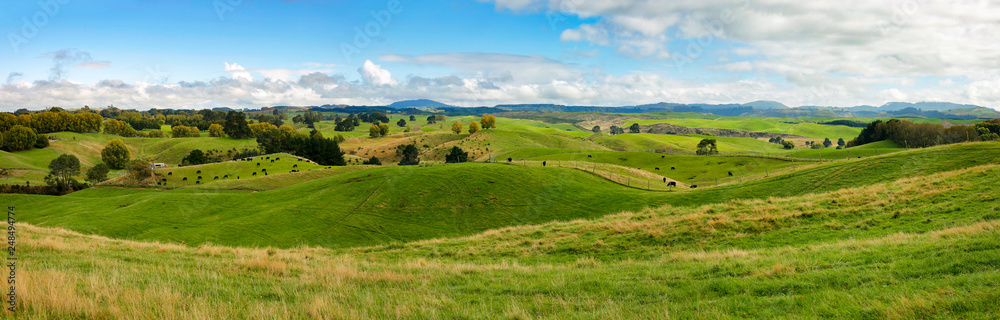 High resolution panoramic landscape with green hills in New Zealand, northern island - obrazy, fototapety, plakaty 