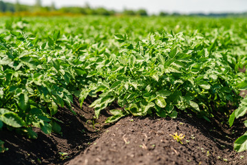 potato field rows with green bushes, close up.