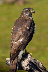 Sticker - weiblicher Sperber (Accipiter nisus) - sparrowhawk / northern sparrowhawk