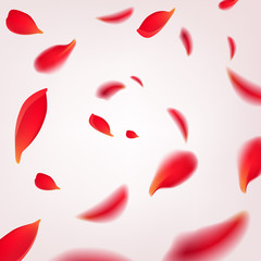 Wall Mural - Falling swirl of red rose petals isolated on white background. Vector illustration with beauty roses petals frame, applicable for design of greeting cards on March 8 and St. Valentine's Day.