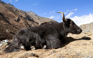 Wall Mural - Black yak on the way to Everest base camp - Nepal