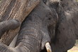 An elephant embracing a tree closeup