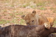 A lioness eating a gnu