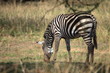 A zebra grazing in savanna